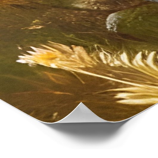 Poster Beau tournesol d'automne fleur sauvage (Coin)