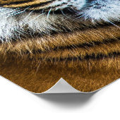 Poster Beau visage de tigre (Coin)