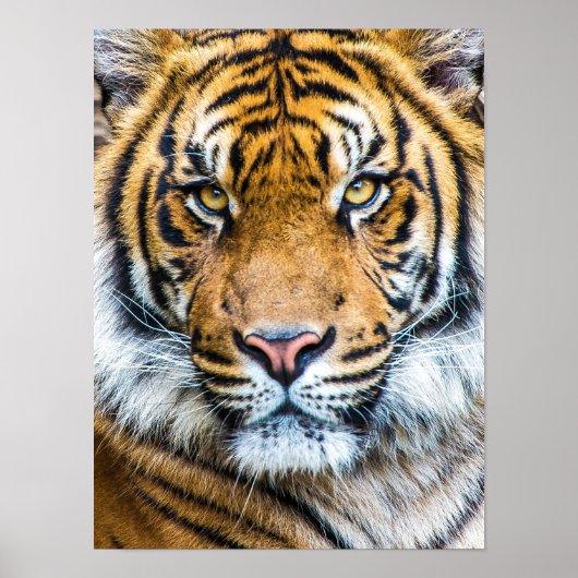 Poster Beau visage de tigre (Devant)