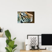 Poster Beau visage de tigre en profil (Bureau à domicile)