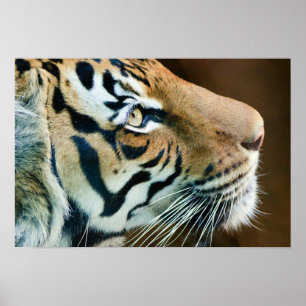 Poster Beau visage de tigre en profil
