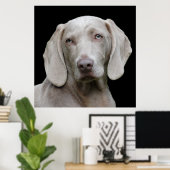 Poster Beau Weimaraner chasse chien (Bureau à domicile)