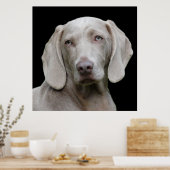 Poster Beau Weimaraner chasse chien (Cuisine)