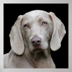 Poster Beau Weimaraner chasse chien