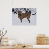 Poster Beau Weimaraner dans la neige (Cuisine)