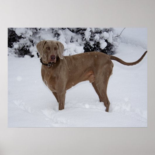 Poster Beau Weimaraner dans la neige (Devant)