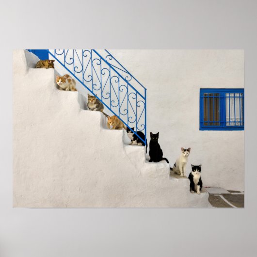 Poster Beaucoup de chats sur un escalier blanc dans un vi (Devant)