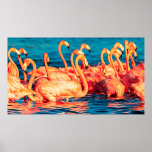 Poster Beaucoup de corail rose belle flamants sauvages en
