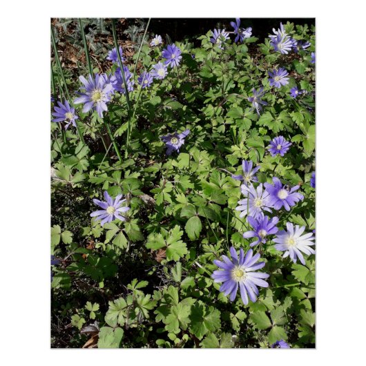 Poster Beaucoup de fleurs (Devant)