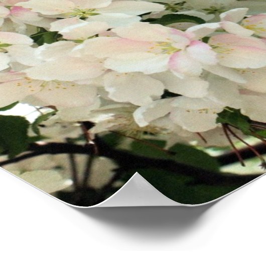Poster Beaucoup De Fleurs De Crabapple Printemps (Coin)