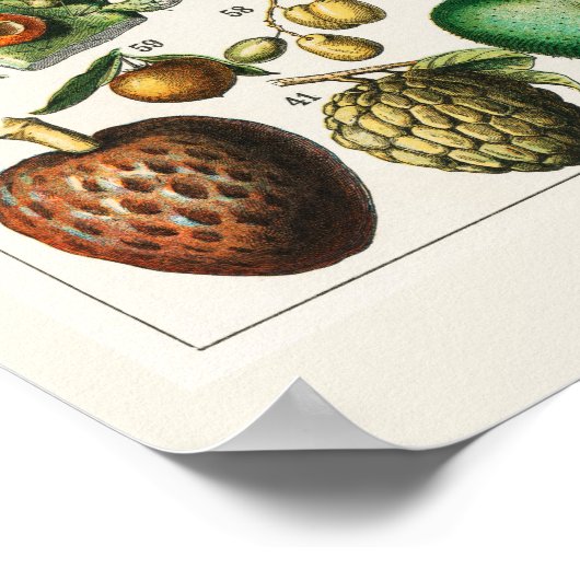 Poster Beaucoup de fruits (Coin)