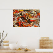 Poster Beaucoup de koi carpe multicolore (Cuisine)