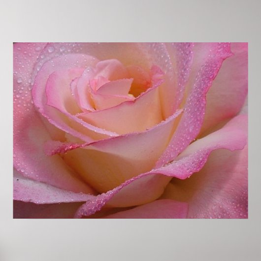 Poster Beauful Pink Rose (Voorkant)