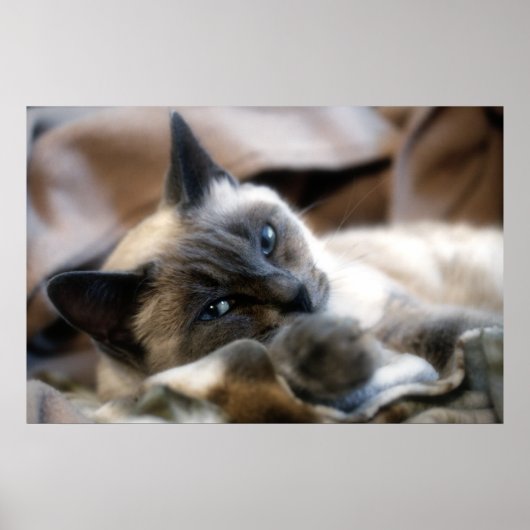 Poster Beauté Blue Eyed (Devant)