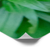 Poster Beauté canadienne, Floral Red Stargazer Lily (Coin)