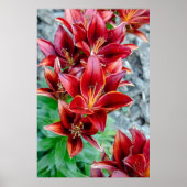Poster Beauté canadienne, Floral Red Stargazer Lily (Devant)