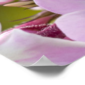 Poster Beauté canadienne, rose floral Phlox (Coin)