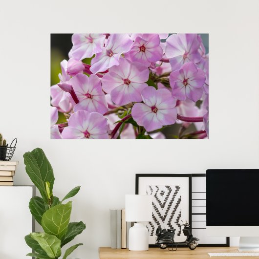 Poster Beauté canadienne, rose floral Phlox (Bureau à domicile)