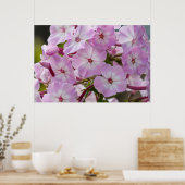 Poster Beauté canadienne, rose floral Phlox (Cuisine)
