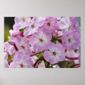 Poster Beauté canadienne, rose floral Phlox (Devant)