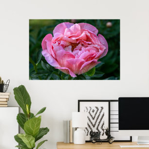 Poster Beauté canadienne, tourbe rose florale