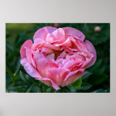 Poster Beauté canadienne, tourbe rose florale (Devant)