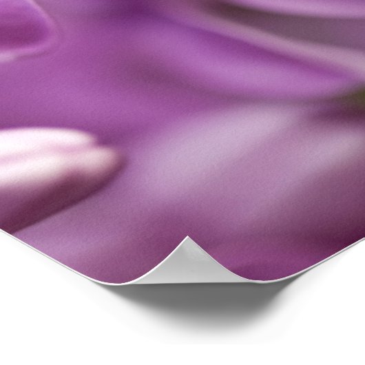 Poster Beauté dans la nature - Purple Lilac (Coin)