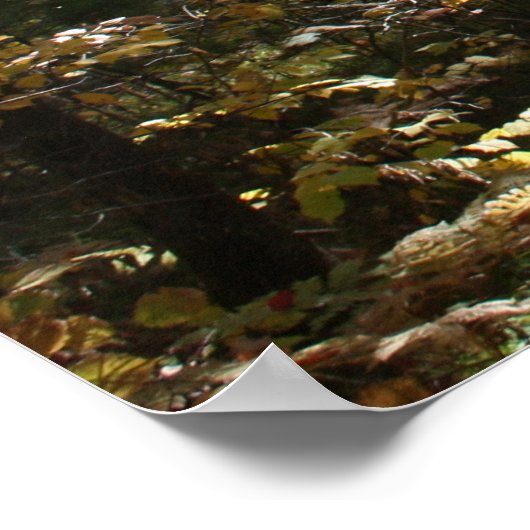 Poster Beauté de Deep Woods (Coin)