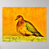 Poster Beauté de la colombe (Devant)