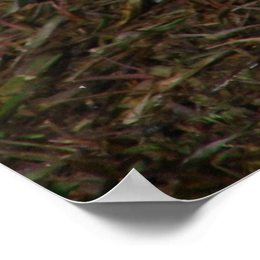 Poster Beauté de la Muscovy Hen (Coin)