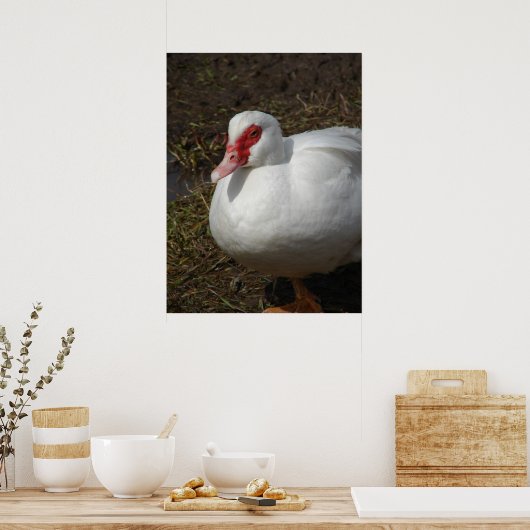 Poster Beauté de la Muscovy Hen (Cuisine)