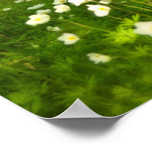 Poster Beauté des cendres (Coin)