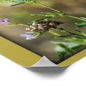 Poster Beauté des papillons (Coin)