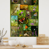 Poster Beauté des papillons (Cuisine)