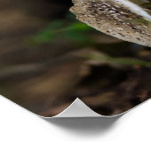 Poster Beauté douteuse (Coin)