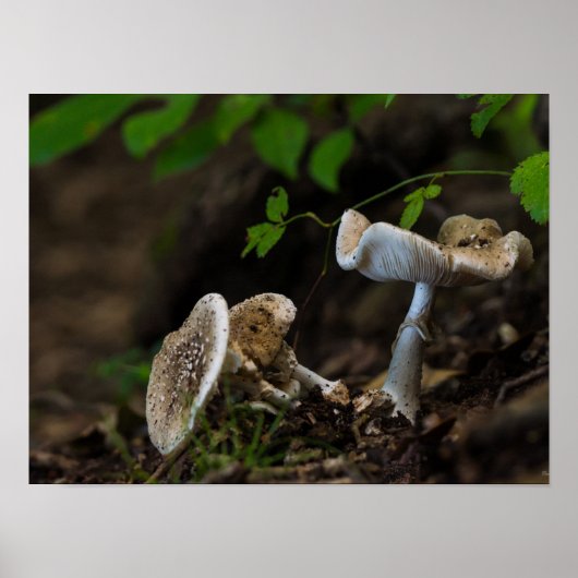 Poster Beauté douteuse (Devant)