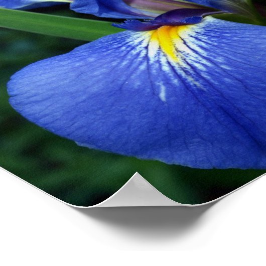 Poster Beauté du drapeau bleu (Coin)