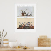 Poster Beauté du printemps à feuillage étroit - Claytonia (Cuisine)