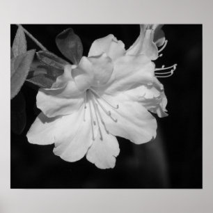 Poster Beauté du printemps II