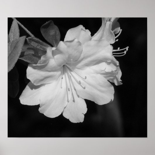 Poster Beauté du printemps II (Devant)