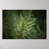 Poster Beauté du romarin (Devant)