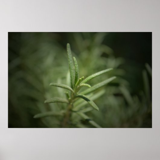 Poster Beauté du romarin (Devant)