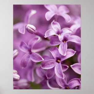 Poster Beauté en nature - lilas pourpre