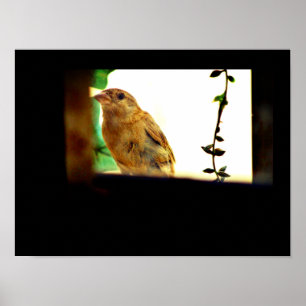 Poster Beauté Finch