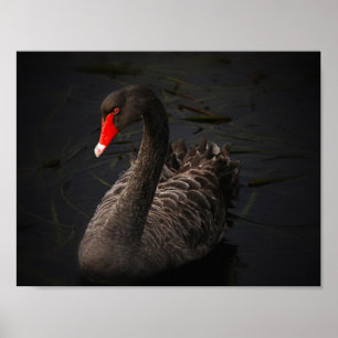 Poster Beauté noire