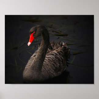 Poster Beauté noire