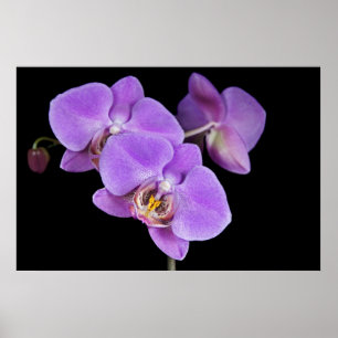 Poster Beauté tropicale