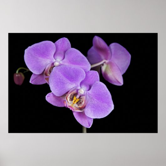 Poster Beauté tropicale (Devant)