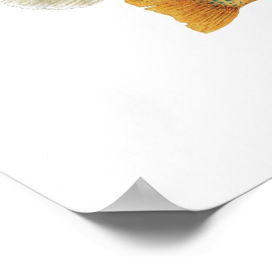 Poster Beautés du sébaste (Coin)