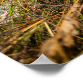 Poster Beautiful (Coin)